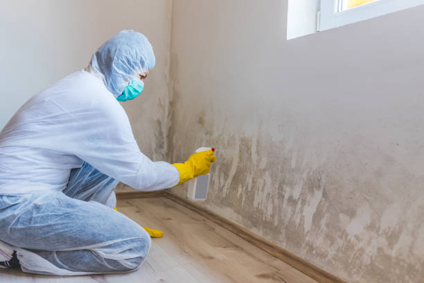 Licensed Commercial Mold Remediation service in Bridgeport, IL - 24 Hour Mold Removal